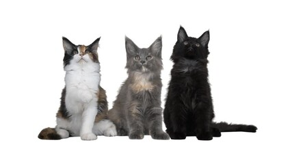 Wall Mural - group of cats on a white background