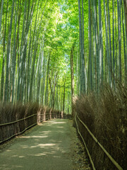  京都の竹林