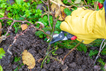 Wall Mural - Pruning rose bushes in the fall. Garden work. The pruner in the hands of the gardener.