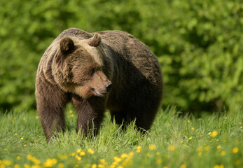 Wall Mural - Wild brown bear ( Ursus arctos )