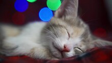 Gray-red Kitten Sleeping Cute On A Red Blanket. He Ate A Hearty Meal And Is Resting On New Year's Eve. The Atmosphere Of Winter Holidays. Close-up, Blurred Background.