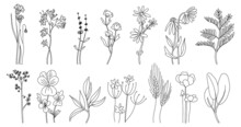 Wild Flowers Set. Hand Drawn Line Black Flowers, Herbs And Leaves, Stem And Petals. Herbal And Meadow Plant Collection. Decor Floral Elegant Elements. Vector Isolated Botanical Illustration