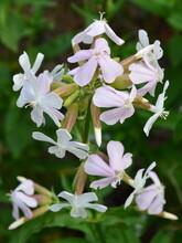 The Perennial Plant Soapwort Medicinal Blooms In Summer.