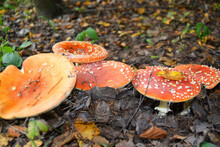 Fly Agaric Mushrooms In The Autumn Forest