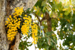 Beautiful blossom yellow dendrobium lindleyi steud on tree
