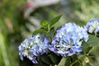 Beautiful hortensia plant with light blue flowers outdoors,  closeup