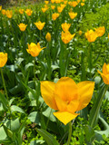 Fototapeta Tulipany - The tulip fields are so beautiful that they are so unreal, they are simply a sea of flowers.