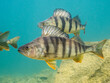 Underwater close-up photo of two perch in clear water
