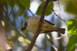 female common house sparrow on tree wildlife animal bird watching outdoors street photography