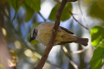 Wall Mural - female common house sparrow on tree wildlife animal bird watching outdoors street photography