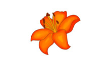 An Illustration Of An Orange And Yellow Daylily Isolated Against A White Background.