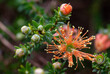A member of the myrtle family, Myrtaceae, 'Eremaea pauciflora' is endemic to the south-west of Western Australia.