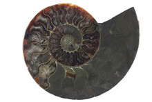 Half Cut Ammonite From Madagascar Isolated On White Background
