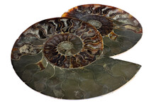 Half Cut Ammonite From Madagascar Isolated On White Background