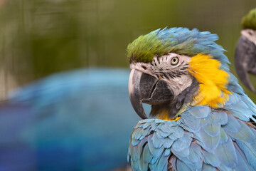 Poster - Selective focus of a blue macaw against a blurred a background