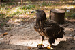 Close-up portrait of a steppe eagle standing on the ground