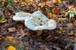 fleecy milk-cap. Lactarius resimus. Lactarius vellereus. Edible bright mushrooms stand in the autumn forest.