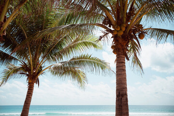 Coconut trees on sun light and clouds background.famous green trees in summer.Orange color and summer concepts. 