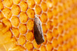 Galleria mellonella, the greater wax moth or honeycomb moth, is a moth of the family Pyralidae. greater wax moth (Galleria mellonella) parasitization honeybees and results of its work.