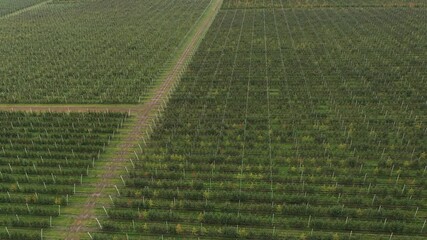Poster - Aerial view of the apple orchard