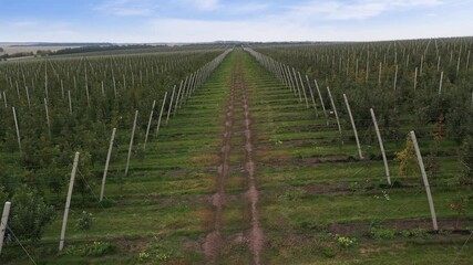 Poster - The camera moves past the rows of trees in the apple orchard