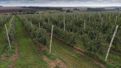 Aufkleber - The camera moves past the rows of trees in the apple orchard