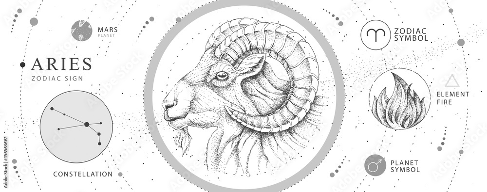 Modern magic witchcraft card with astrology Aries zodiac sign. Realistic hand drawing ram or mouflon head. Zodiac characteristic - obrazy, fototapety, plakaty 