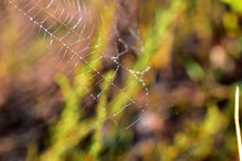 The Picture Shows A Close-up Of A Fragment Of A Spider Web Covered With Drops Of Morning Dew.