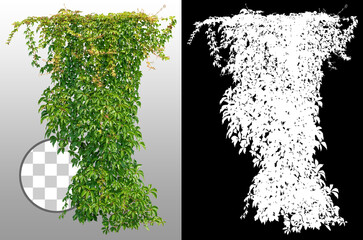 Wall Mural - Cutout ivy with lush green foliage. Climbing plant in summer isolated on transparent background via an alpha channel. High quality mask for professional composition.