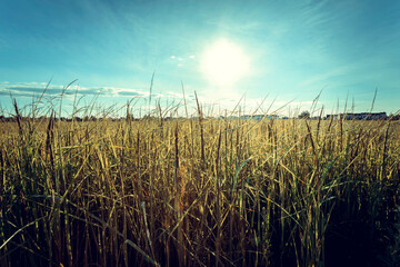 Wall Mural - Summer grass on sunset or sunrise and blue sky background.