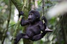 Free Ranging Baby Mountain Gorilla Playing