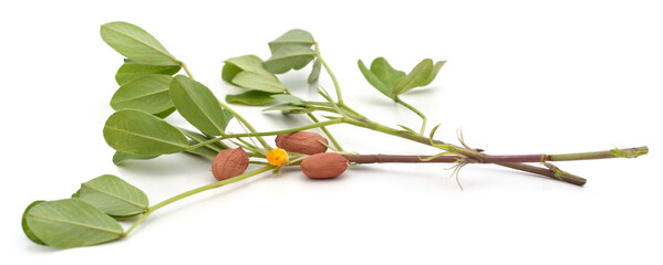 Canvas Print - Peanuts and leaves.