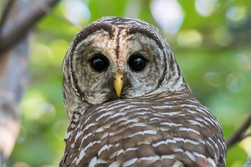 Canvas Print -  barred owl (Strix varia) in summer