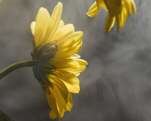 Wall Mural - Close up of a side view of a yellow sunflower with gray blurred background