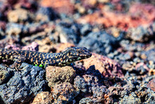 Close Up Of The Filfola Lizard Or Maltese Wall Lizard On The Lava Stone