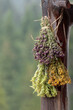 Hanging bunches of medicinal herbs Mountain tea or Sideritis scardica, oreganum vulgare, hypericum androsaemum or tutsan. Harvesting herbal plant. Traditional, alternative medicine. Rural life scene