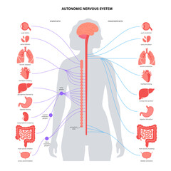 Wall Mural - Autonomic nervous system