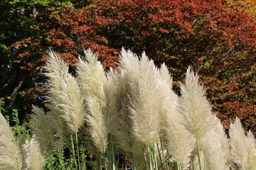 Feather like Pampas grasses in fall