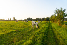 Brittany Black And White Cows Grazing On A Green Grass Field In The Bretagne Region, France. Summer Rural Landscape And Cow Pasture. Black And White Breton Pie Noire Calf And Cows Grazing In A Field