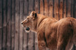 A beautiful profile colour image of a lioness 