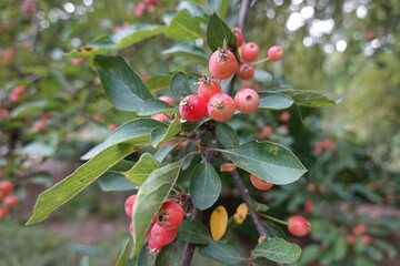 Pyracantha coccinea 'Kasan' (Scarlet Firethorn) is a thorny, evergreen shrub.