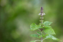 Holy Basil Plant With The Flower, Healthy Culinary Herb Isolated In The Garden, Closeup View On Natural Background