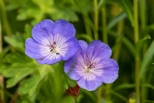 Close Up Of Two Beautiful Purple Geranium Erianthum Flowers Blooming In The Garden