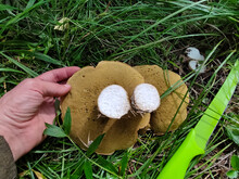 Two Beautiful Boletus Mushrooms Lie On The Grass With The Hat Down, Legs Up, The Hand Of The Mushroom Picker, Green Knife