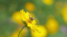 Close Up Of One Hornet Mimic Hoverfly Fly Insect Bee Stop On Yellow Flower Collect Pollen Outdoor In Spring Field 4k Slow Motion Nature Wildlife Footage