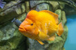Large yellow fish in the aquarium