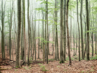 Wall Mural - Beech Forest with Thick Fog