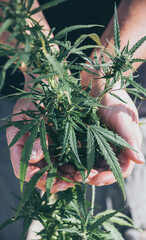 Wall Mural - Medical cannabis plant in the hands of a farmer