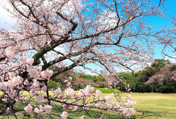 Canvas Print - Sakura in Koishikawa Korakuen garden, Okayama, Japan