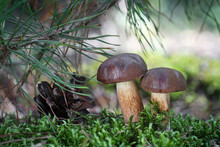 Two Amazing Edible Imleria Badia Mushrooms